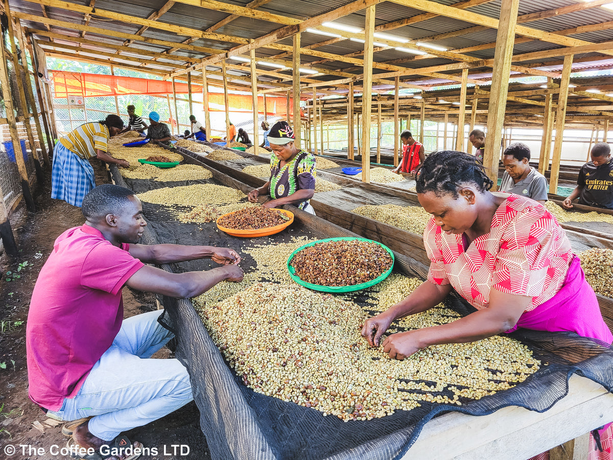 Buwobodeya / Washed / Uganda / 250g