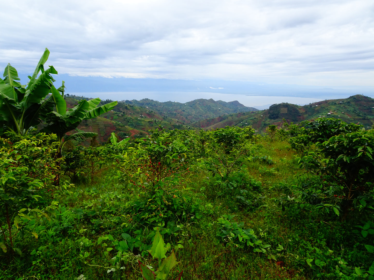 Mutambu Hill / Washed / Burundi / 250g