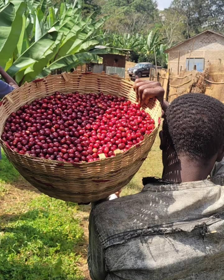 Chelchele Espresso / Natural / Ethiopia