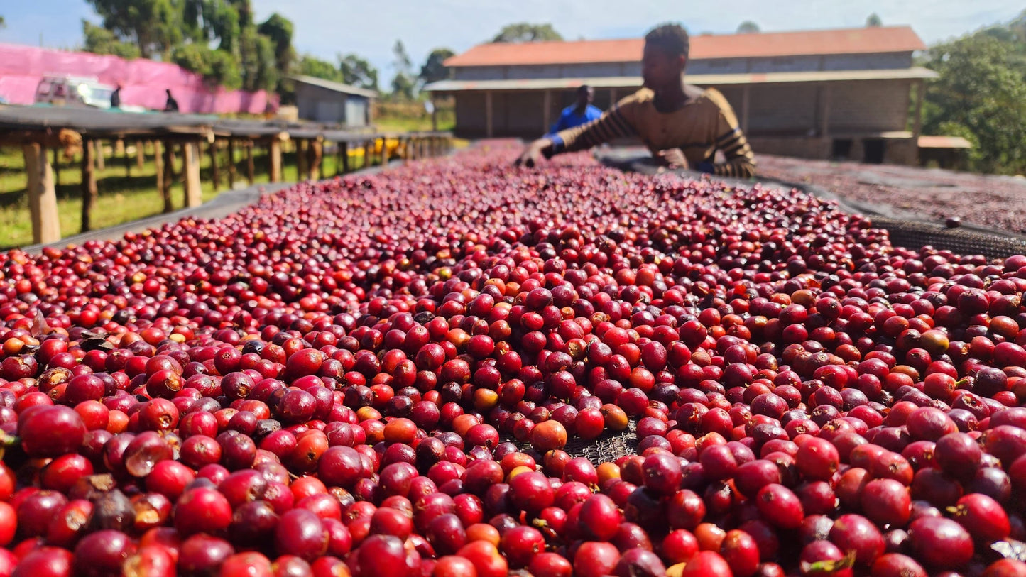 Chelchele Espresso / Natural / Ethiopia