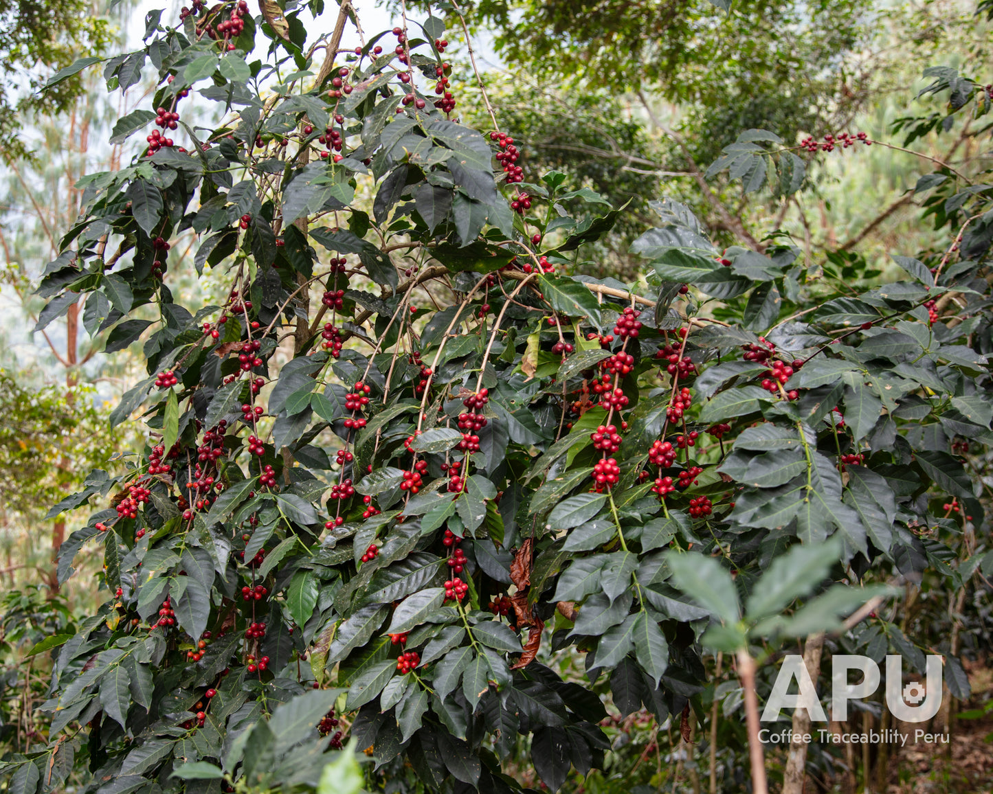 Americo Palomino / Washed / Peru 250g