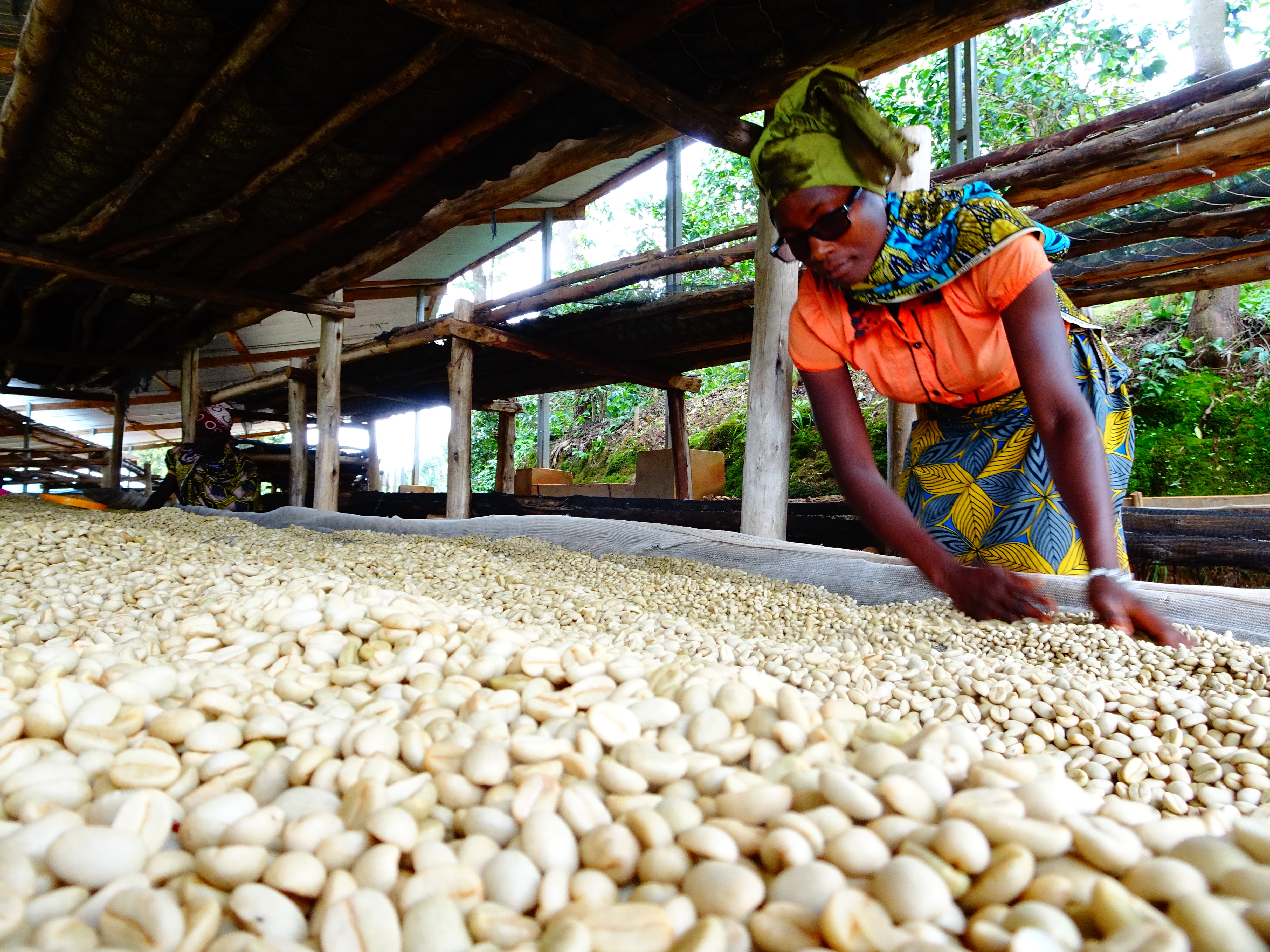 Mutambu Hill / Washed / Burundi / 250g