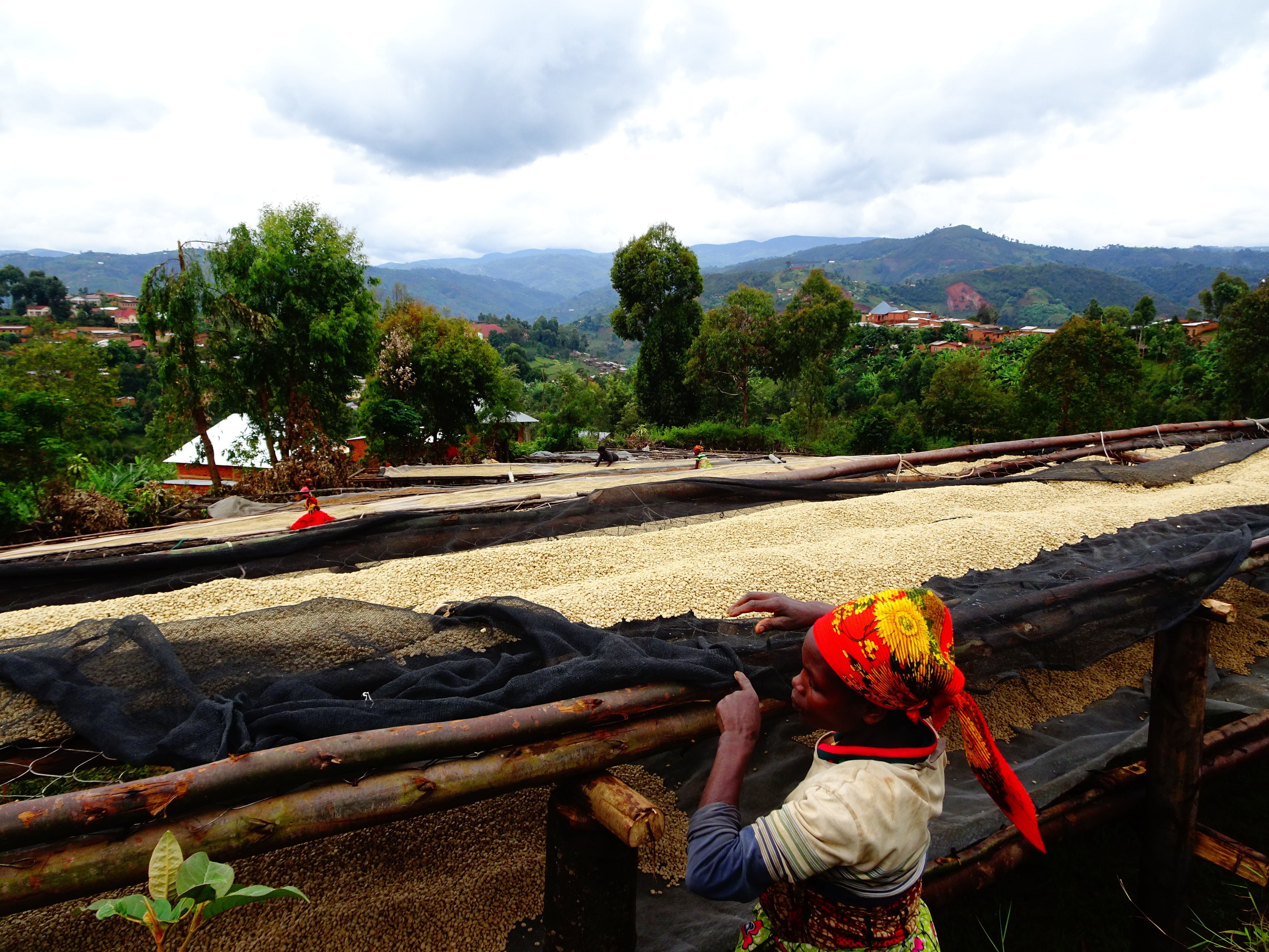 Mutambu Hill / Washed / Burundi / 250g