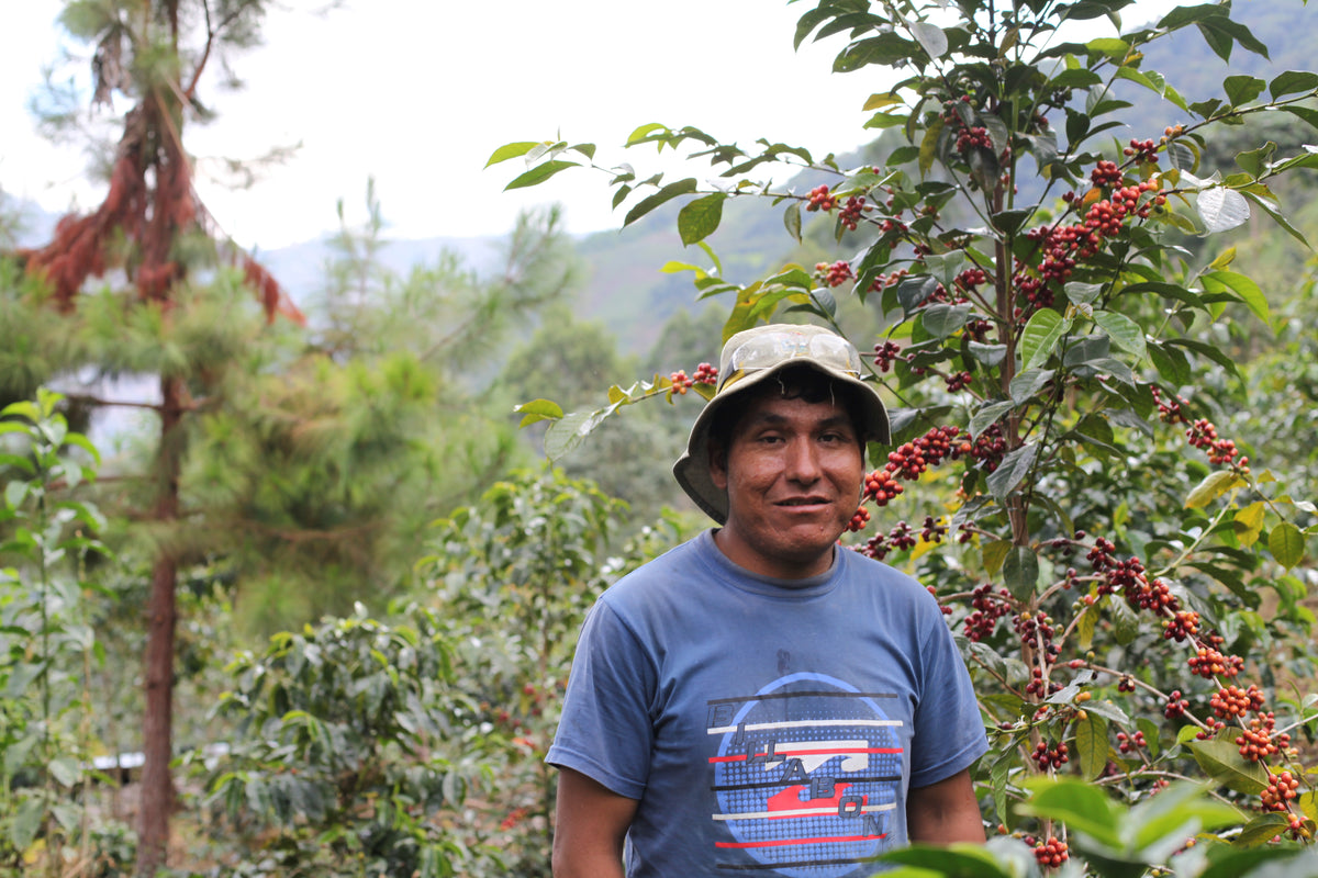 René Ccasa Geisha / Washed / Peru / 100g