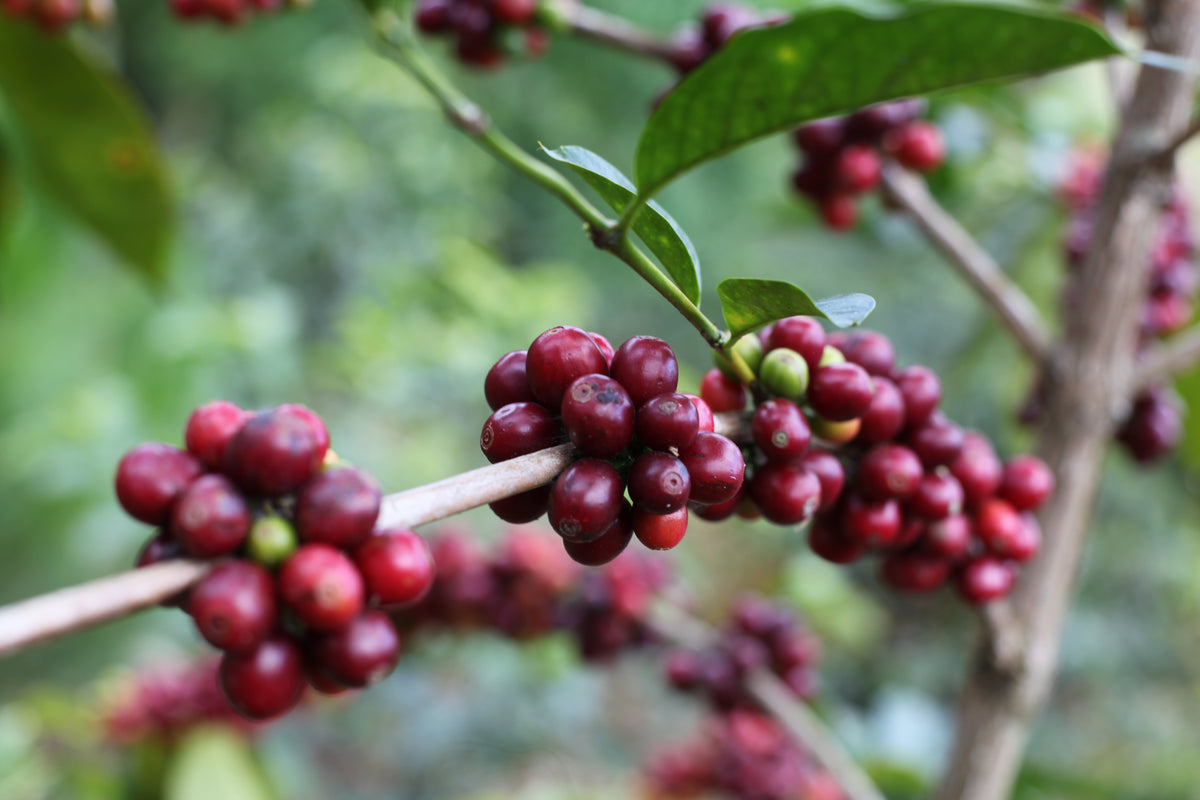 René Ccasa Geisha / Washed / Peru / 100g